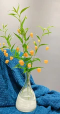 宫灯百合，难得一见的奇异花卉宫灯百合摄影美图