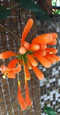 炮仗花，花朵累累成串，状如鞭炮的红色炮仗花图片