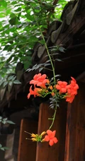 炮仗花，花朵累累成串，状如鞭炮的红色炮仗花图片