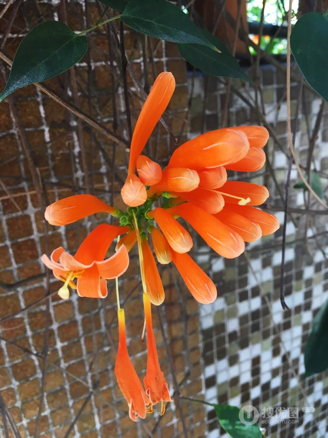 炮仗花，花朵累累成串，状如鞭炮的红色炮仗花图片