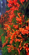 炮仗花，花朵累累成串，状如鞭炮的红色炮仗花图片