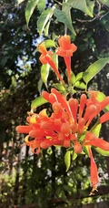 炮仗花，花朵累累成串，状如鞭炮的红色炮仗花图片
