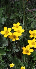 驴蹄草，多年生草本植物驴蹄草花朵图片