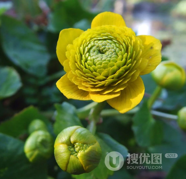 驴蹄草，多年生草本植物驴蹄草花朵图片