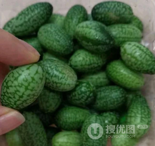 拇指西瓜（佩普基诺），非西瓜品种的&ldquo;迷你西瓜&rdquo;图片 第3张