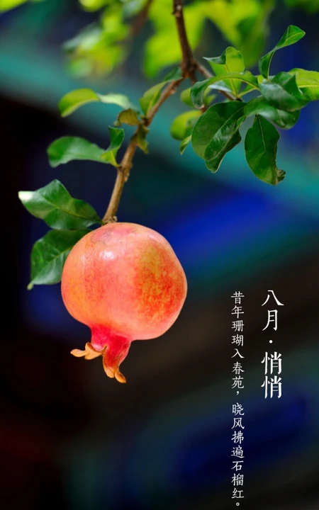 石榴图片，长在树上的诱人的水果石榴果子图片