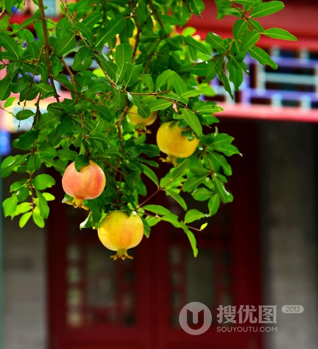石榴图片，长在树上的诱人的水果石榴果子图片 第12张