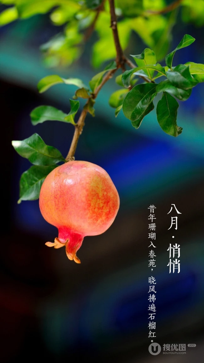 石榴图片，长在树上的诱人的水果石榴果子图片 第1张
