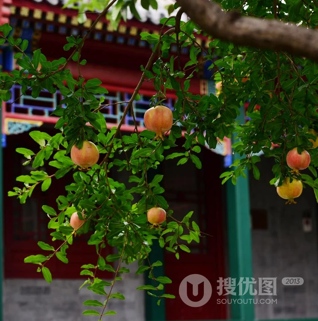 石榴图片，长在树上的诱人的水果石榴果子图片 第9张