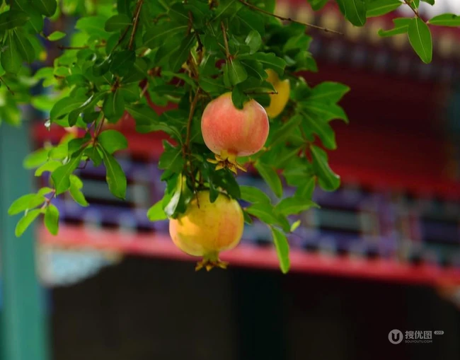 石榴图片，长在树上的诱人的水果石榴果子图片 第4张