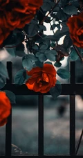 红彤彤的美艳玫瑰花