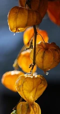 锦灯笼，果实很漂亮的茄科多年生草本锦灯笼美图