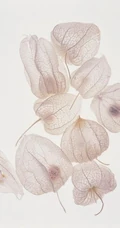 锦灯笼，果实很漂亮的茄科多年生草本锦灯笼美图