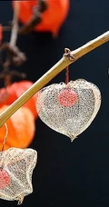 锦灯笼，果实很漂亮的茄科多年生草本锦灯笼美图