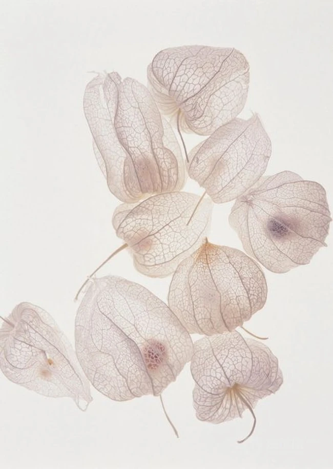 锦灯笼，果实很漂亮的茄科多年生草本锦灯笼美图