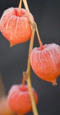 锦灯笼，果实很漂亮的茄科多年生草本锦灯笼美图