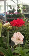朱顶红图片，红红火火的漂亮花卉朱顶红唯美图片