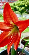 朱顶红图片，红红火火的漂亮花卉朱顶红唯美图片