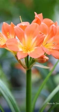 朱顶红图片，红红火火的漂亮花卉朱顶红唯美图片