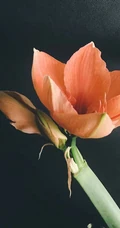 朱顶红图片，红红火火的漂亮花卉朱顶红唯美图片
