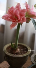 朱顶红图片，红红火火的漂亮花卉朱顶红唯美图片