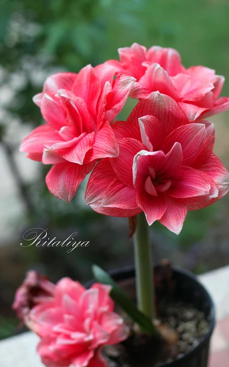 朱顶红图片，红红火火的漂亮花卉朱顶红唯美图片