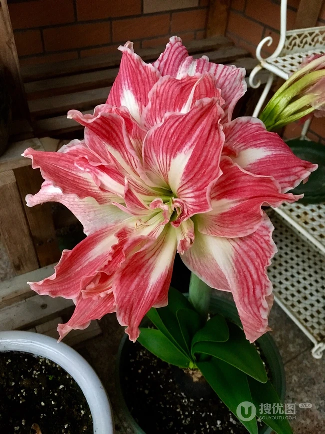 朱顶红图片，红红火火的漂亮花卉朱顶红唯美图片
