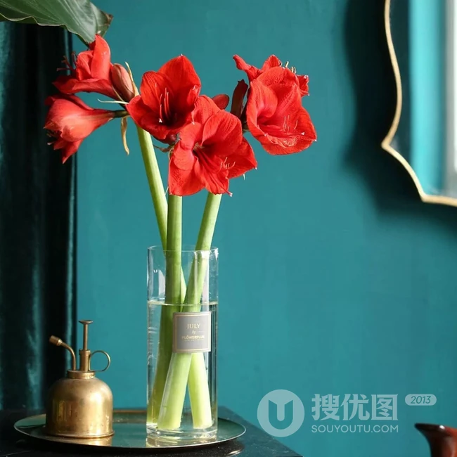 朱顶红图片，红红火火的漂亮花卉朱顶红唯美图片