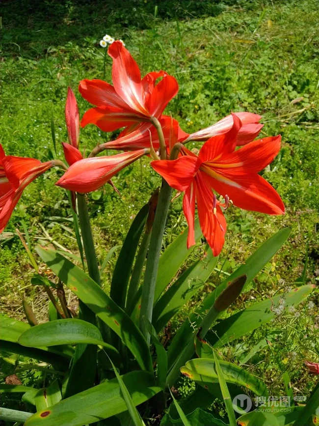 朱顶红图片，红红火火的漂亮花卉朱顶红唯美图片