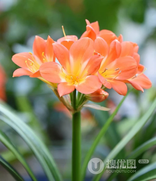 朱顶红图片，红红火火的漂亮花卉朱顶红唯美图片