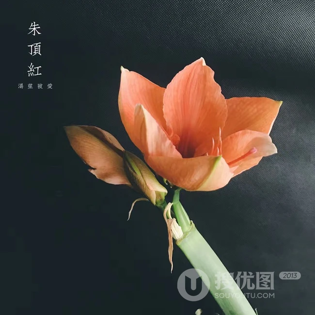 朱顶红图片，红红火火的漂亮花卉朱顶红唯美图片