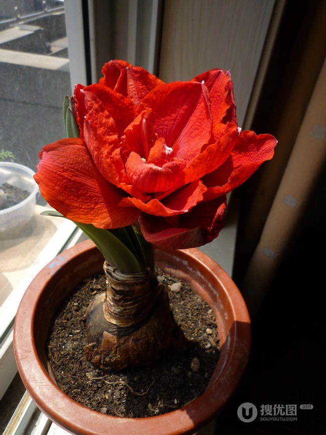 朱顶红图片，红红火火的漂亮花卉朱顶红唯美图片