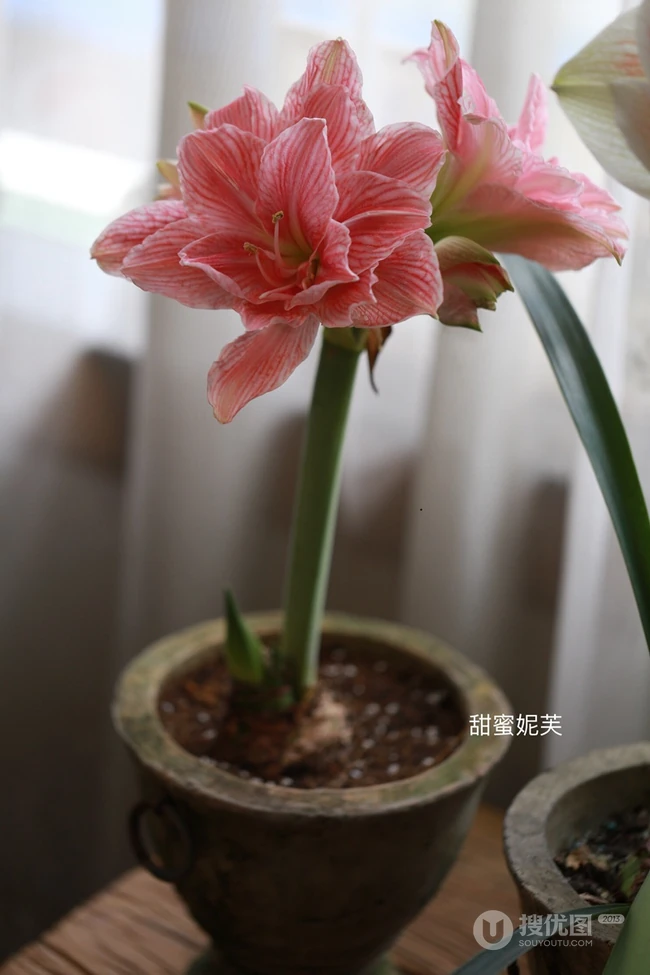 朱顶红图片，红红火火的漂亮花卉朱顶红唯美图片