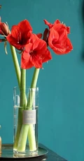 朱顶红图片，红红火火的漂亮花卉朱顶红唯美图片