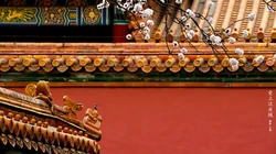 故宫，紫禁城，城墙根，的那些唯美桃花，小鹿桌面壁纸图片
