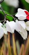 龙吐珠，吐完一颗又一颗的清新龙吐珠花朵图片