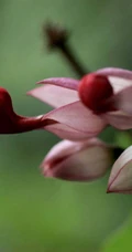 龙吐珠，吐完一颗又一颗的清新龙吐珠花朵图片