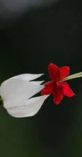 龙吐珠，吐完一颗又一颗的清新龙吐珠花朵图片