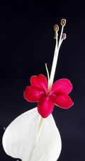 龙吐珠，吐完一颗又一颗的清新龙吐珠花朵图片