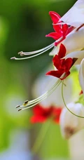 龙吐珠，吐完一颗又一颗的清新龙吐珠花朵图片