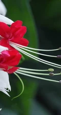 龙吐珠，吐完一颗又一颗的清新龙吐珠花朵图片