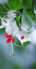 龙吐珠，吐完一颗又一颗的清新龙吐珠花朵图片