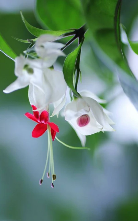 龙吐珠，吐完一颗又一颗的清新龙吐珠花朵图片