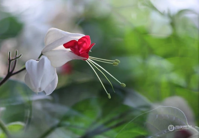 龙吐珠，吐完一颗又一颗的清新龙吐珠花朵图片