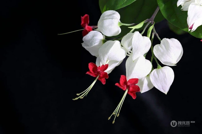 龙吐珠，吐完一颗又一颗的清新龙吐珠花朵图片