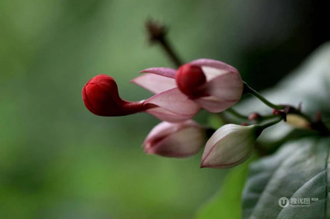 龙吐珠，吐完一颗又一颗的清新龙吐珠花朵图片