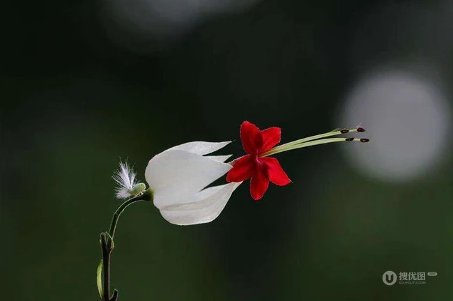 龙吐珠，吐完一颗又一颗的清新龙吐珠花朵图片