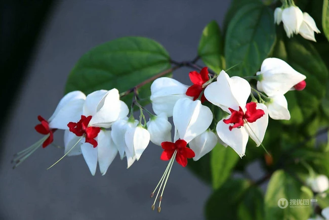 龙吐珠，吐完一颗又一颗的清新龙吐珠花朵图片