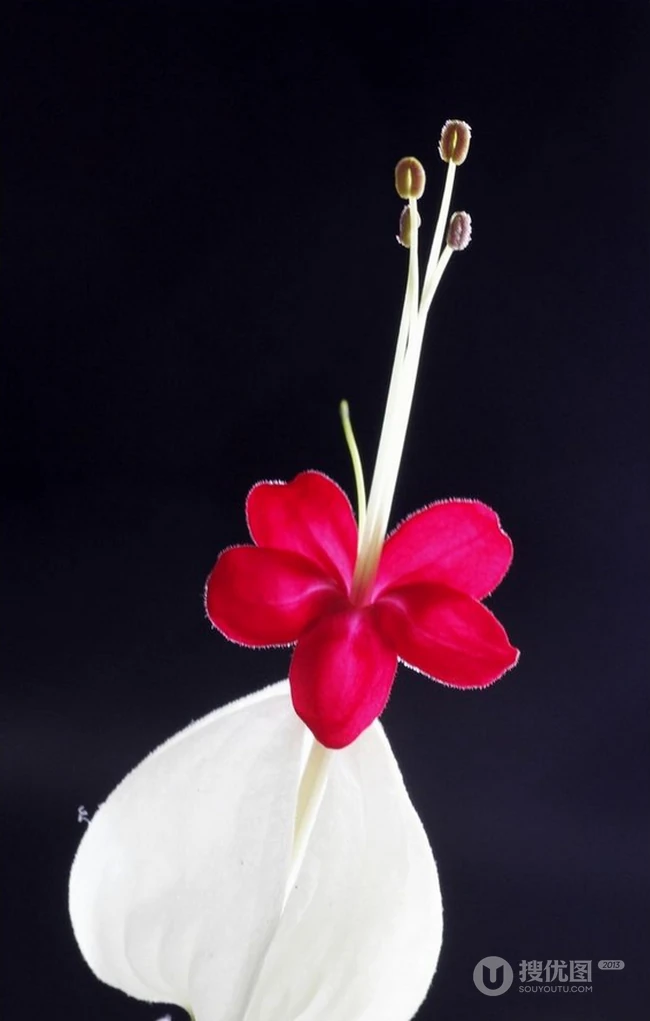 龙吐珠，吐完一颗又一颗的清新龙吐珠花朵图片