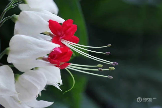 龙吐珠，吐完一颗又一颗的清新龙吐珠花朵图片
